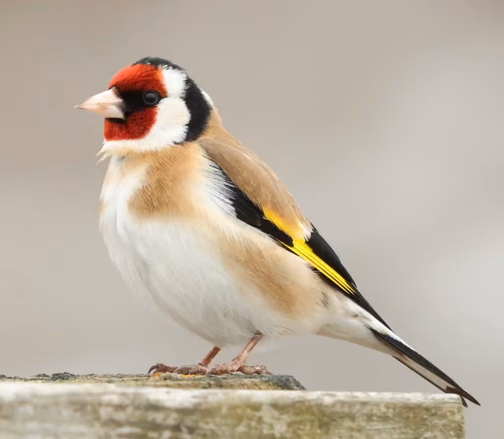 European Goldfinch, photo 1 of 5