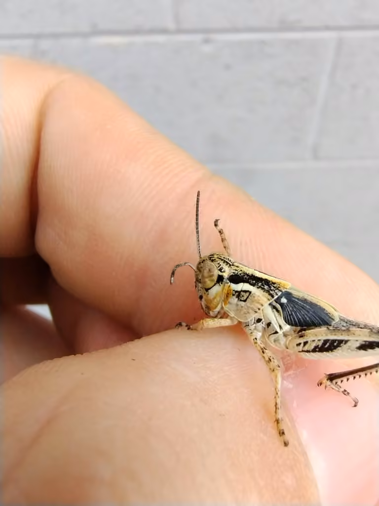 Migratory Grasshopper, Nymph
