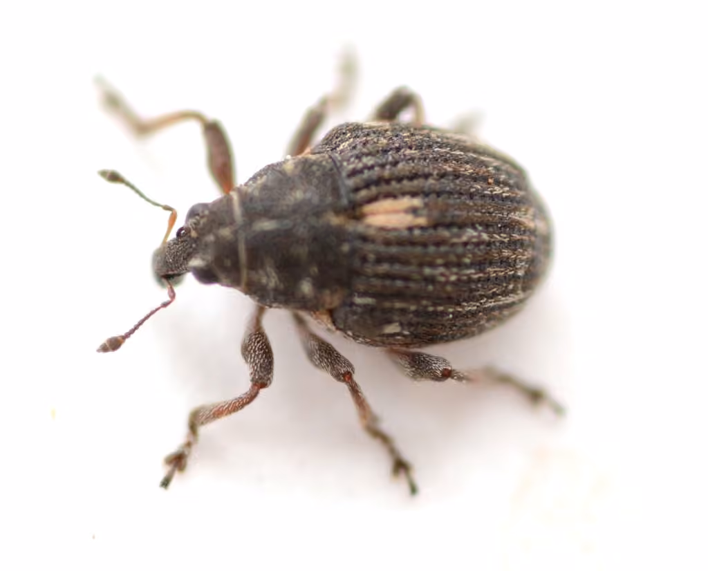White-spotted Minute Seed Weevil, Adult