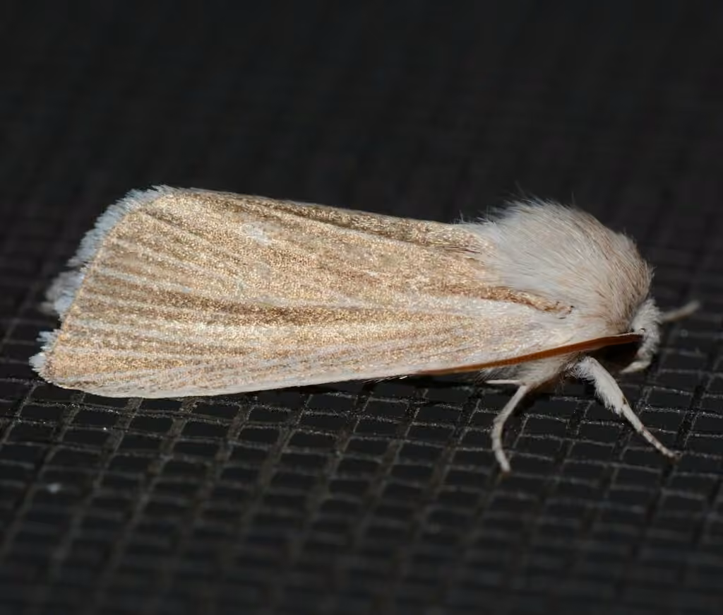 Marsh Dagger, photo 3 sur 5