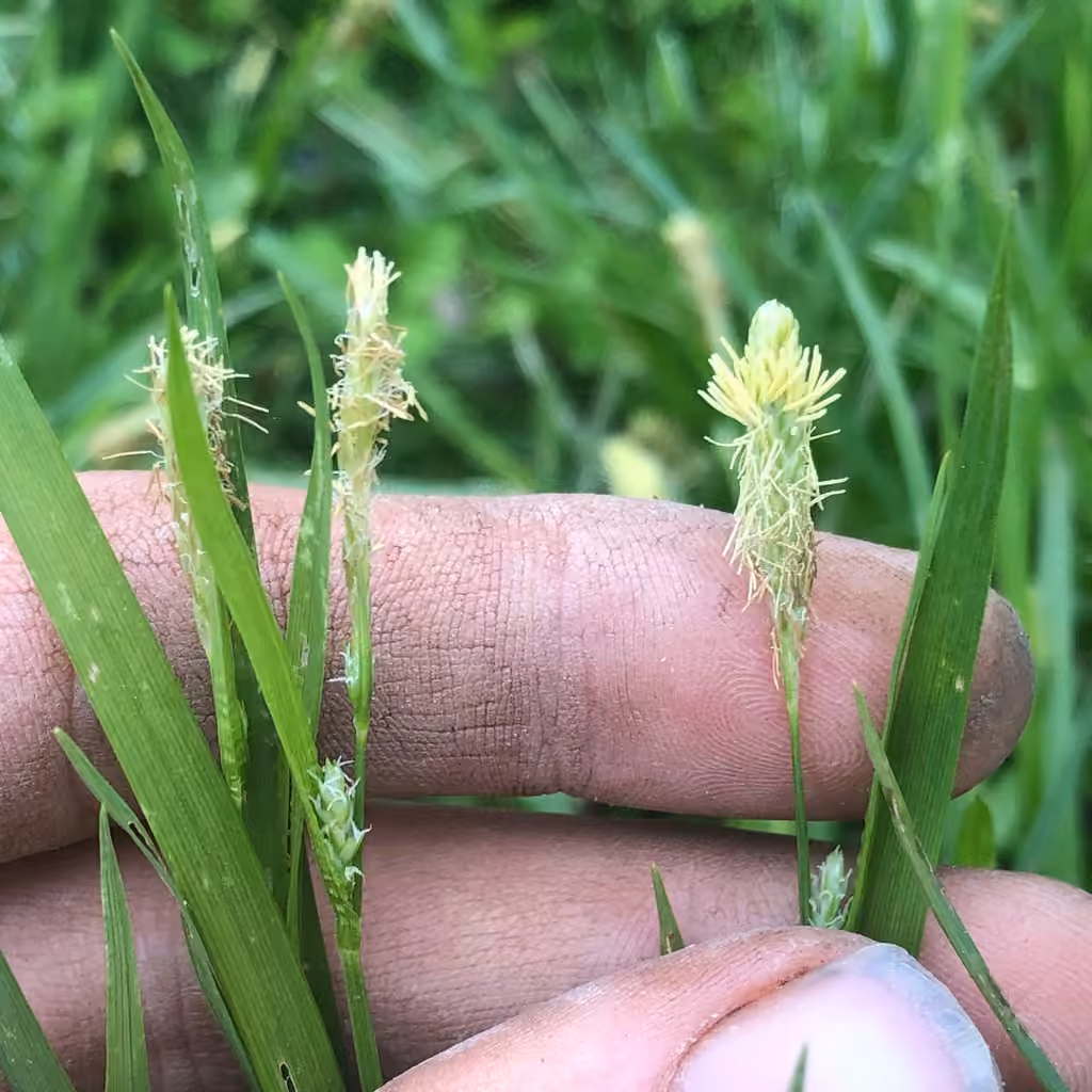 Carex lisse, En fleurs