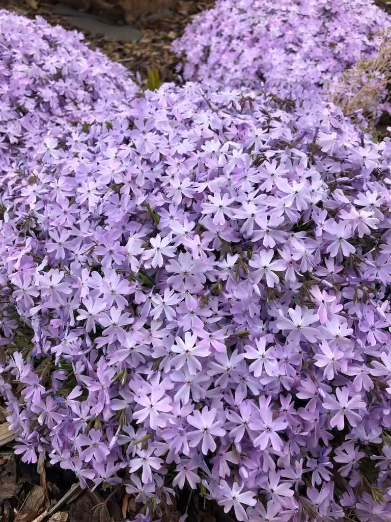 Moss phlox, photo 3 of 5