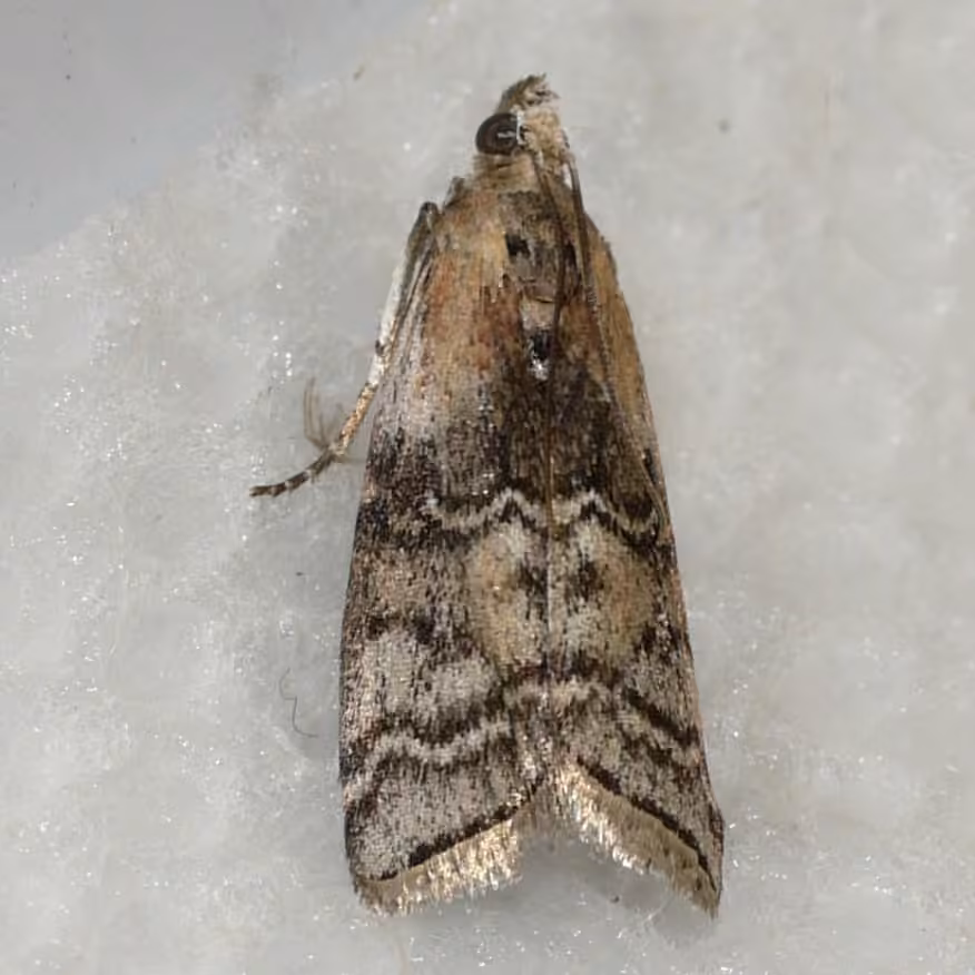 Viburnum Glyptocera Moth, photo 1 sur 5