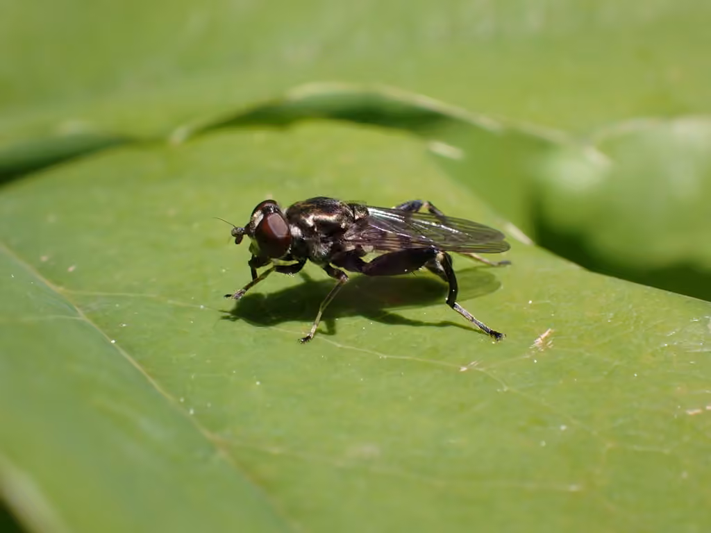 Dusky-banded Leafwalker, photo 1 of 5