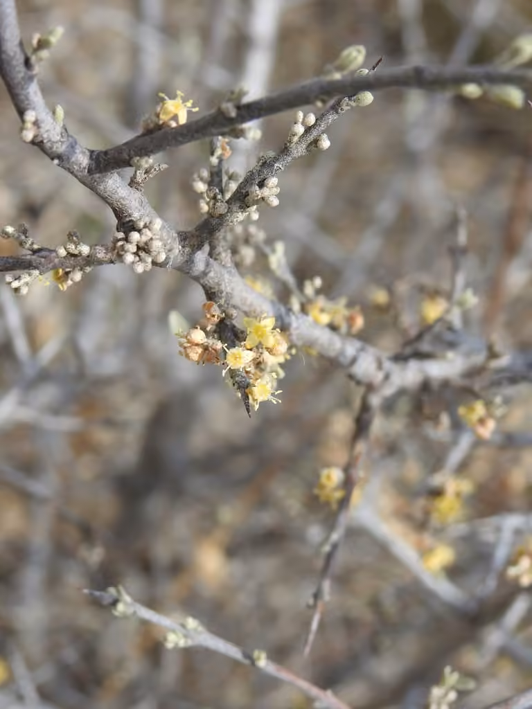 Silver buffaloberry, Leafless
