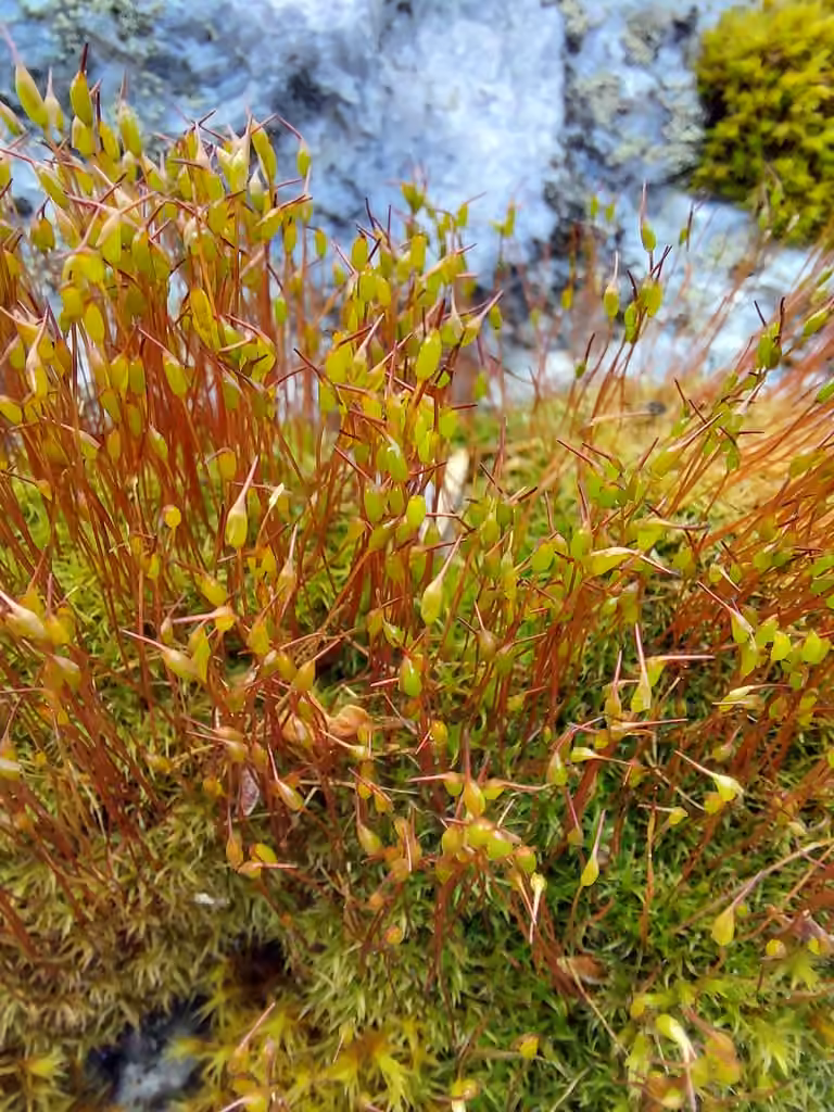 Cératodon pourpre, photo 1 sur 5