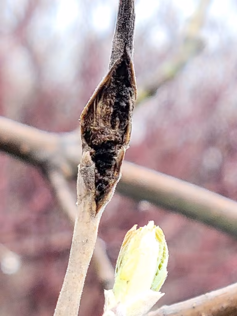 Boxelder Twig Borer Moth, Gall