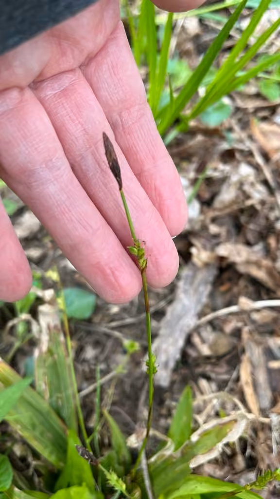 Carex plantain, En fruits