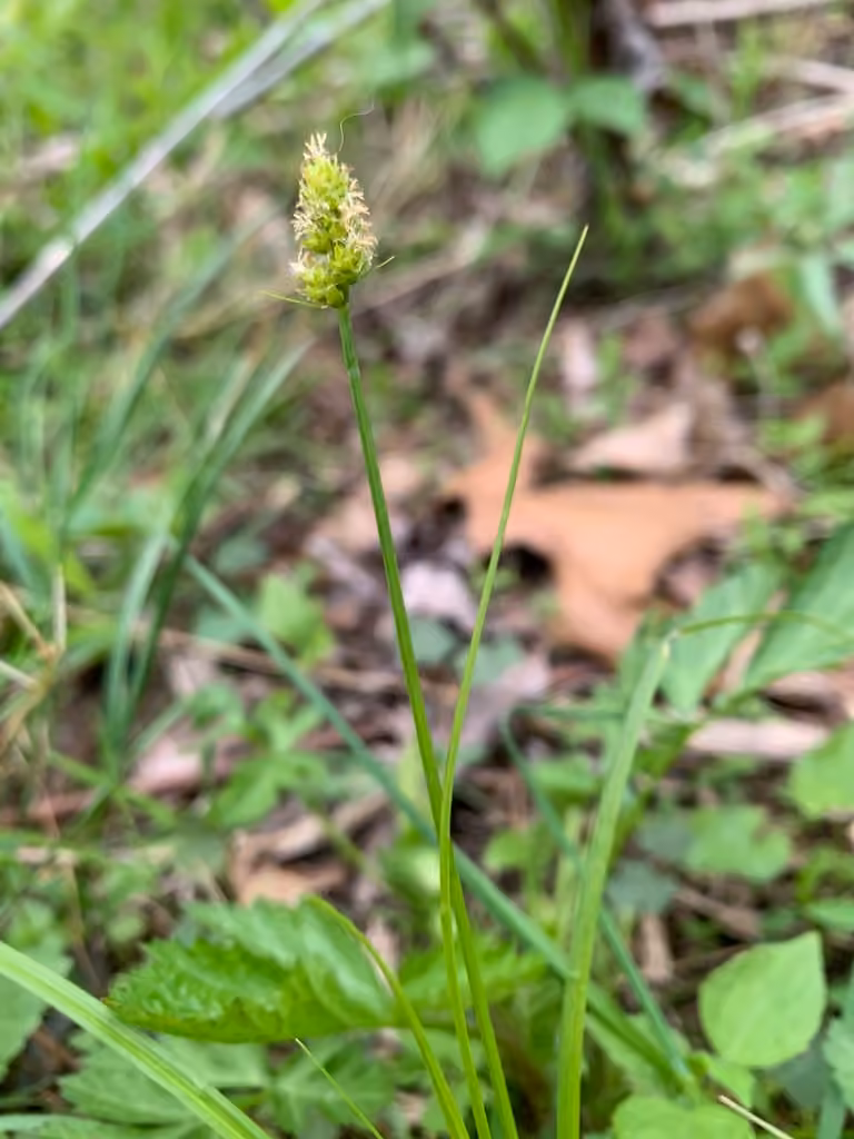 Carex porte-tête, En fleurs