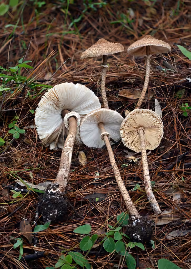 Myla's Parasol, photo 1 of 5