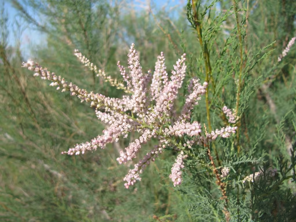Tamaris très ramifié