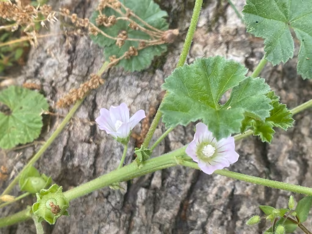 Mauve négligée, En fruits