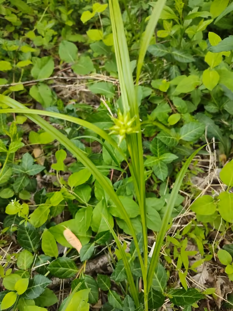 Carex de Gray, En fleurs