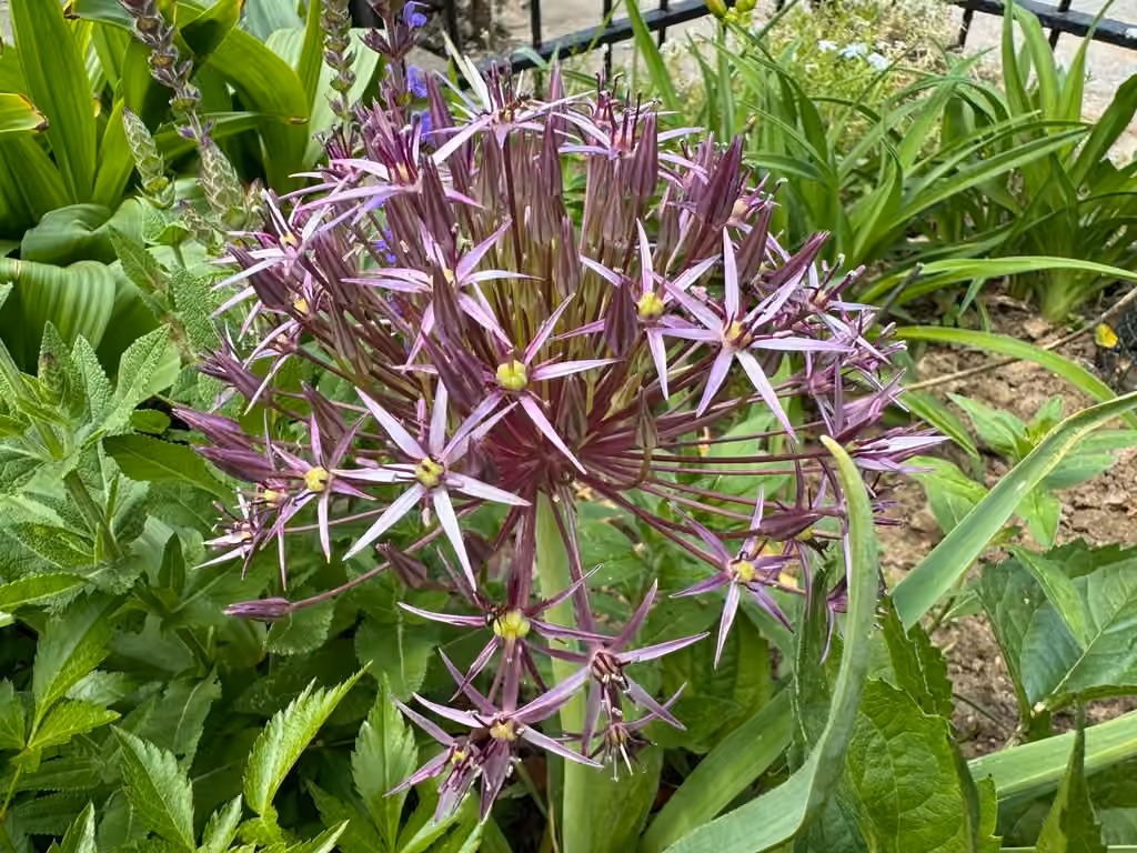 Ail à boule étoilée, En fleurs
