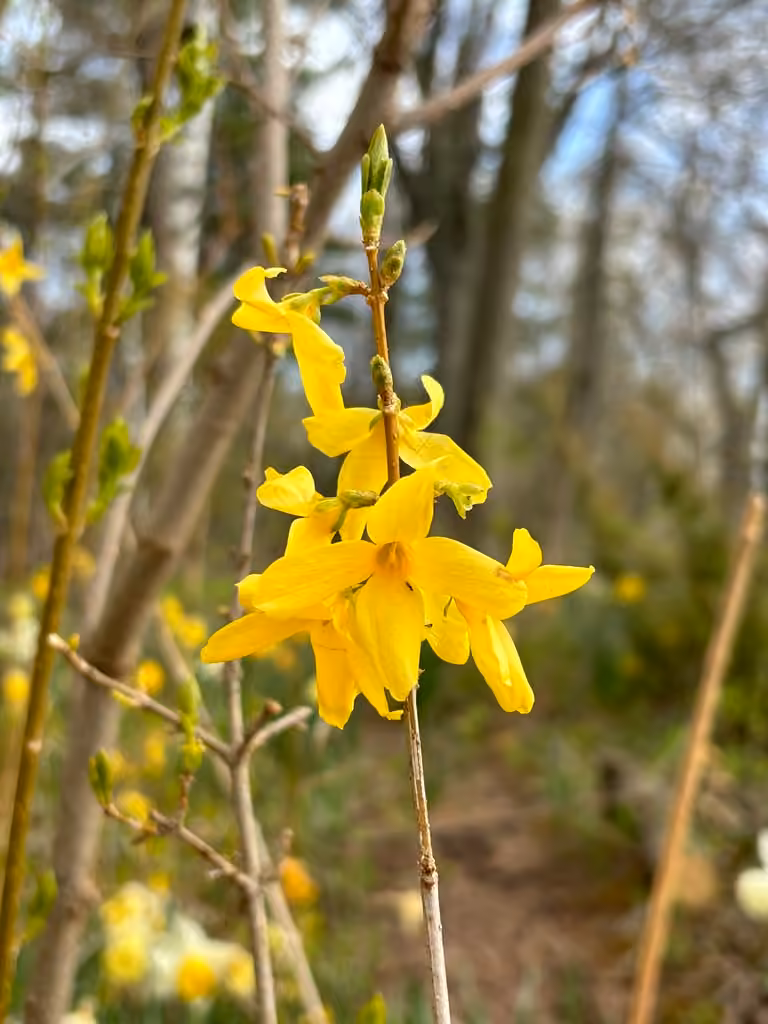 Weeping forsythia, In flower