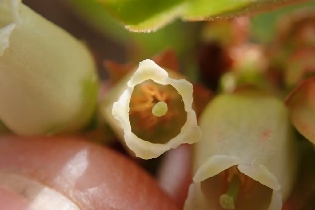 Bleuet à feuilles étroites, En fleurs