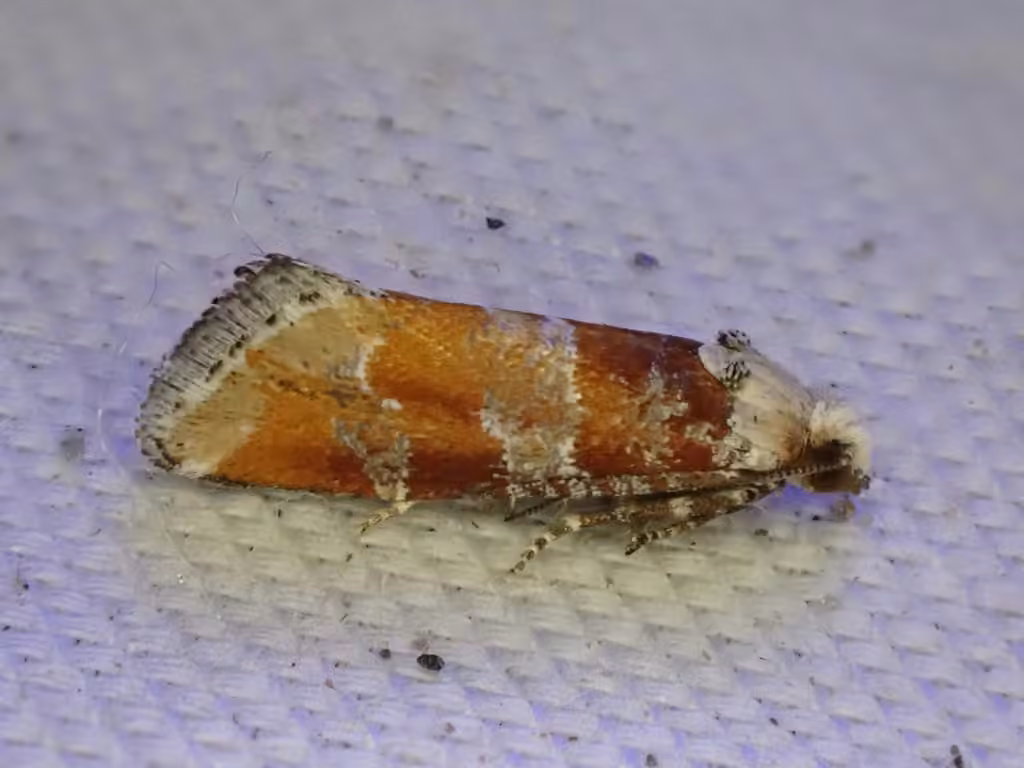 Perce-pousse du pin, Adulte