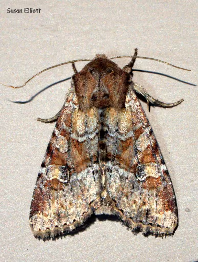 Yellow-headed Cutworm Moth, photo 3 of 5