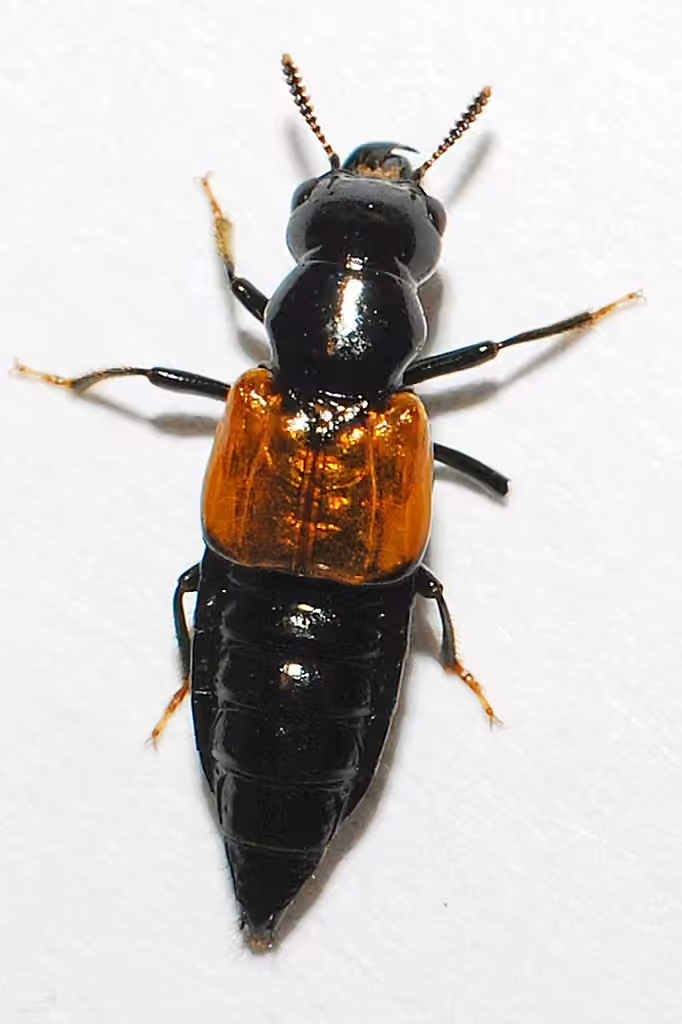 Red-winged Cross-toothed Rove Beetle, photo 2 of 5