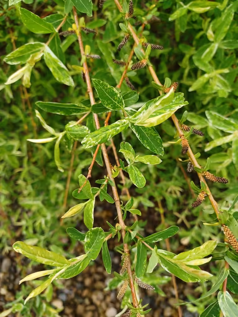Dappled willow, photo 1 of 5