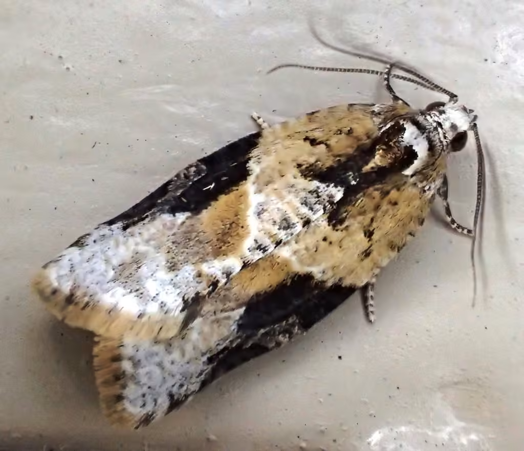 Gray-banded Leafroller Moth, photo 2 of 5