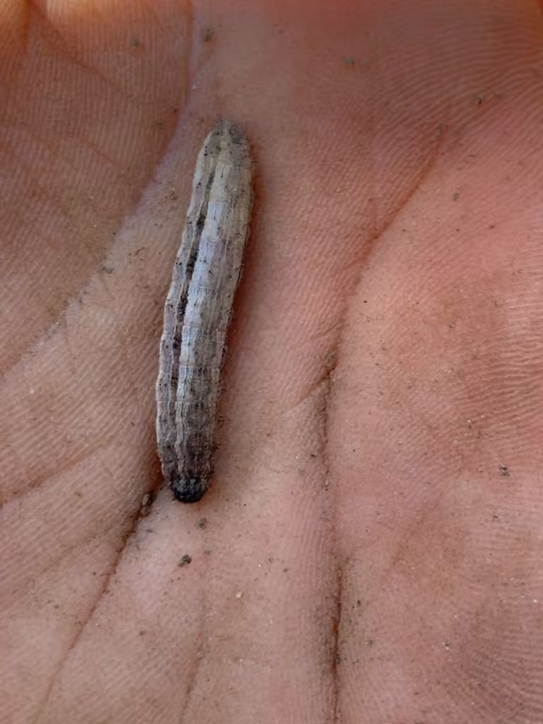 Bristly Cutworm Moth, Chenille