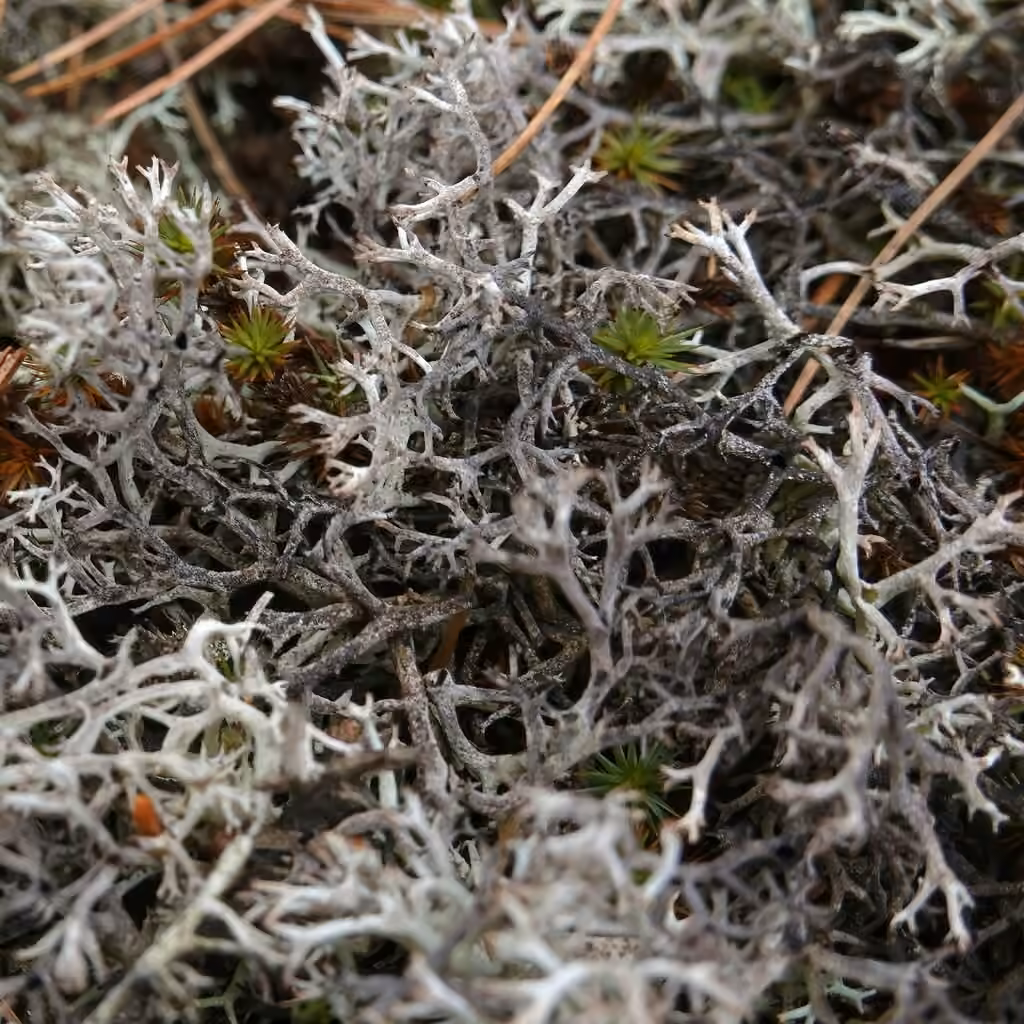 Black-footed Reindeer Lichen, photo 1 of 5
