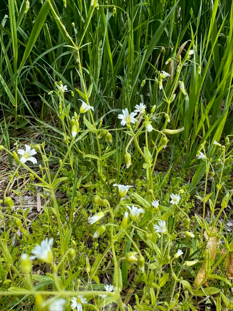 Céraiste penché, En fleurs