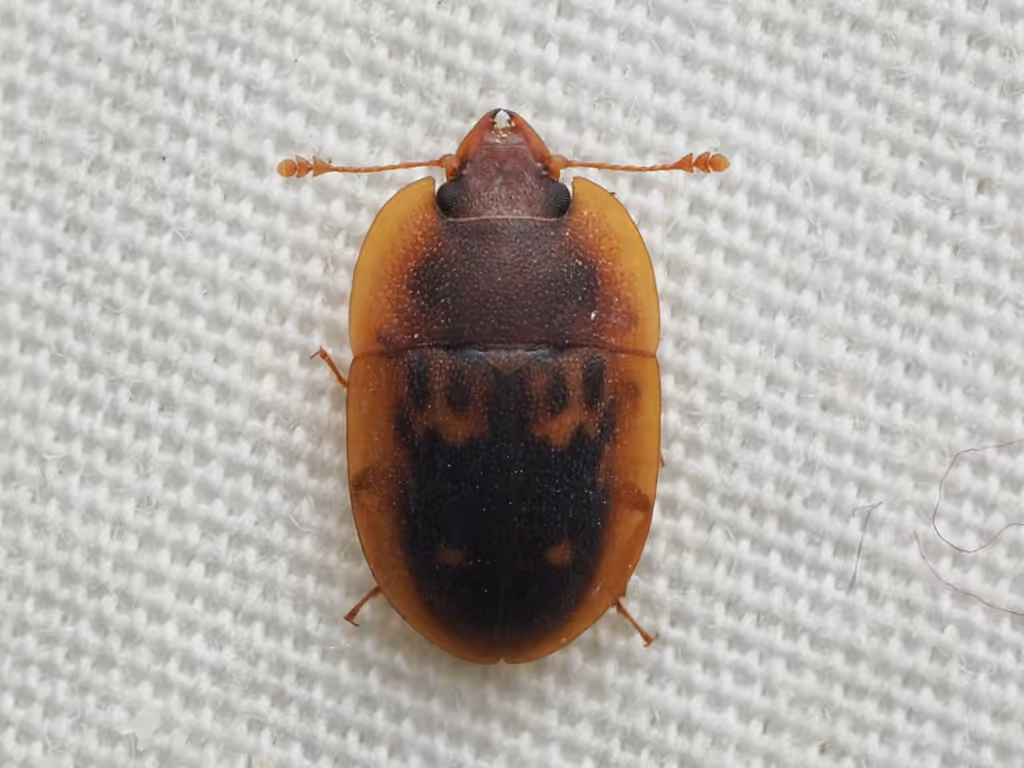 Six-spotted Sap Beetle, photo 2 of 5