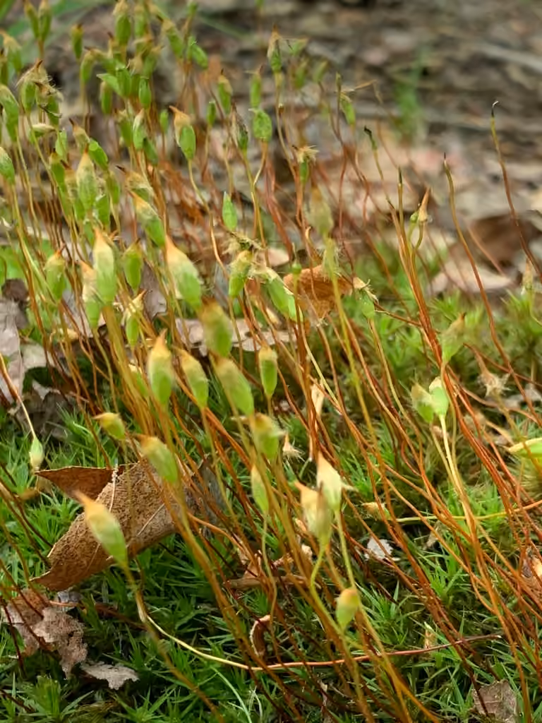 Ohio polytrichum moss, photo 3 of 5