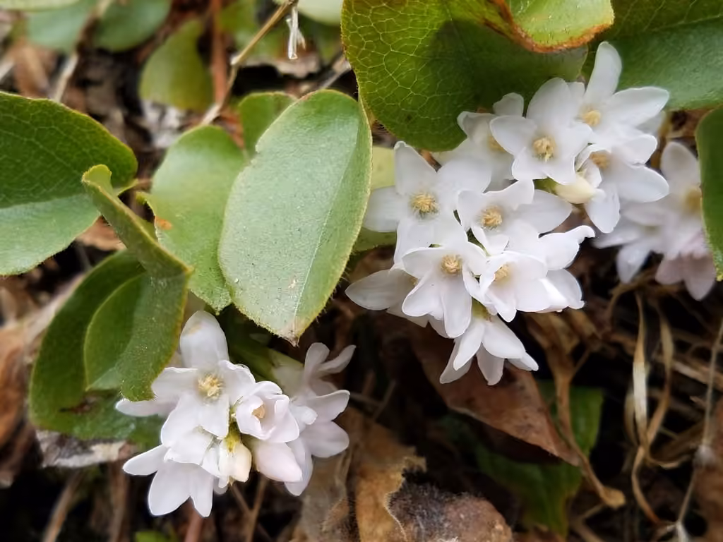 Épigée rampante, En fleurs