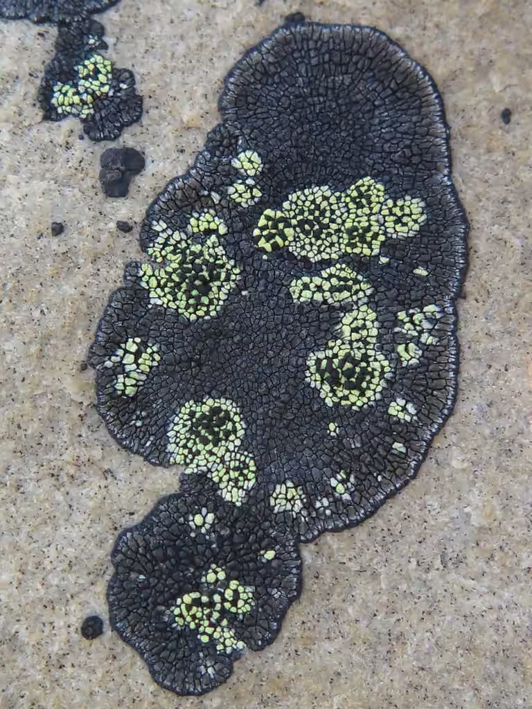 Copper Patch Lichen, photo 3 of 5