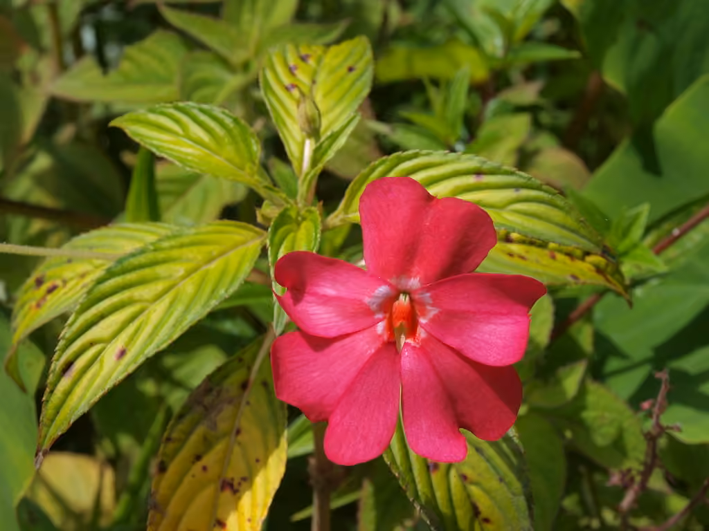 New Guinea Impatiens, photo 1 sur 5