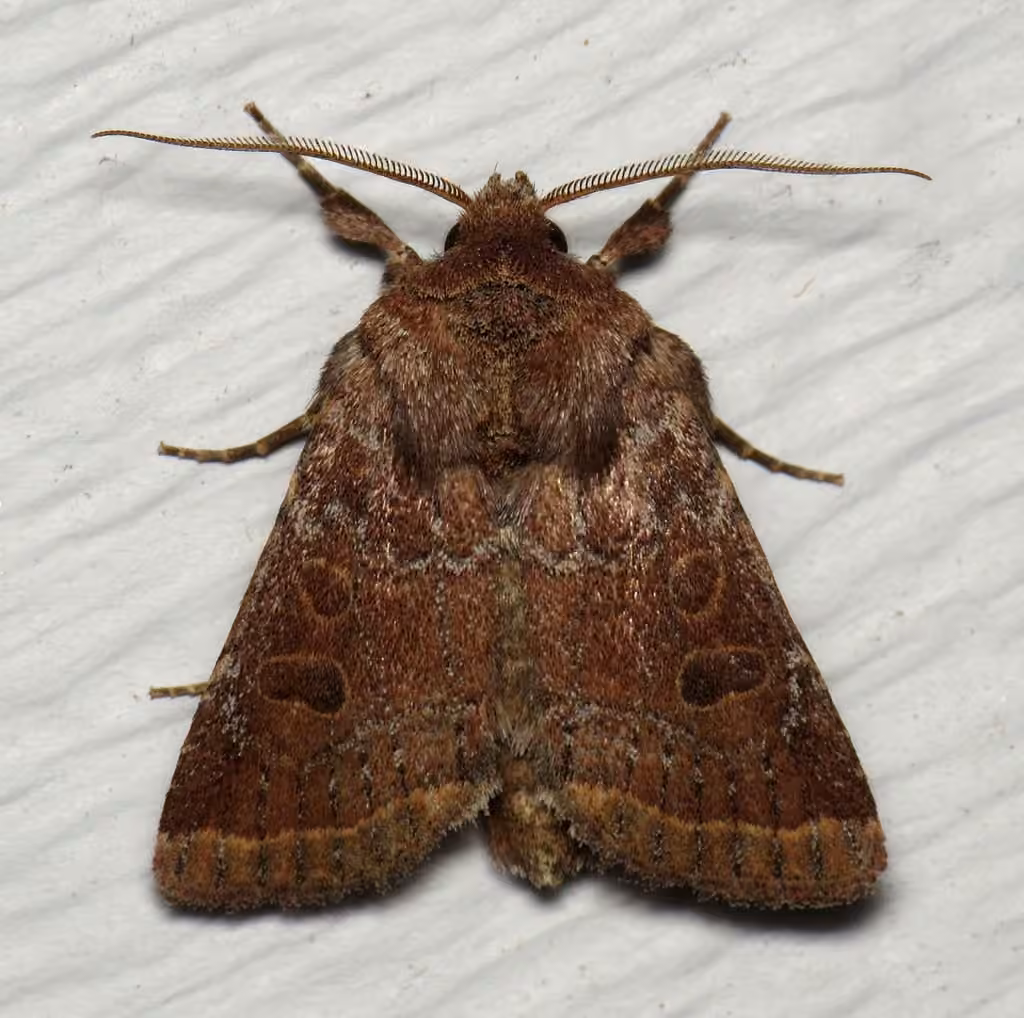 Ruddy Quaker Moth, photo 1 of 5