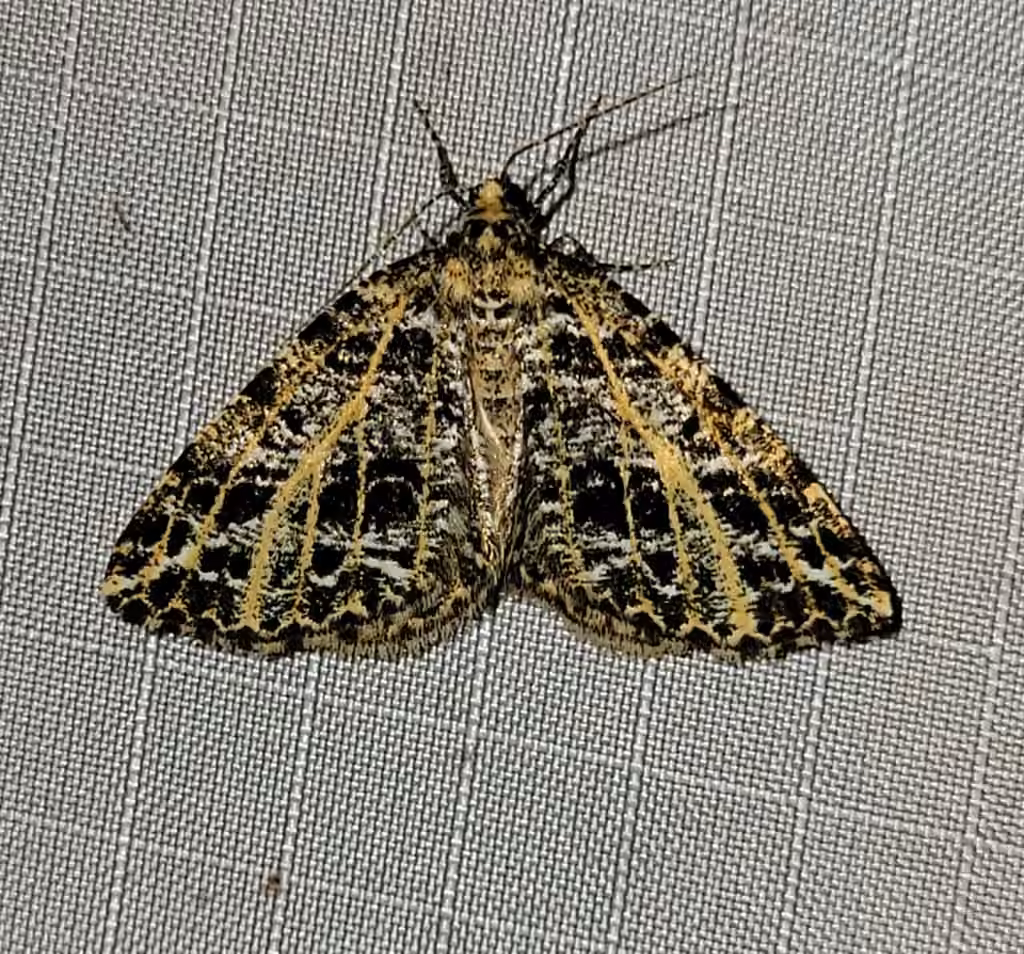 Yellow-veined Geometer Moth, Adulte