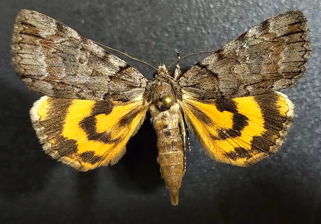 Praeclara Underwing Moth, photo 3 of 5