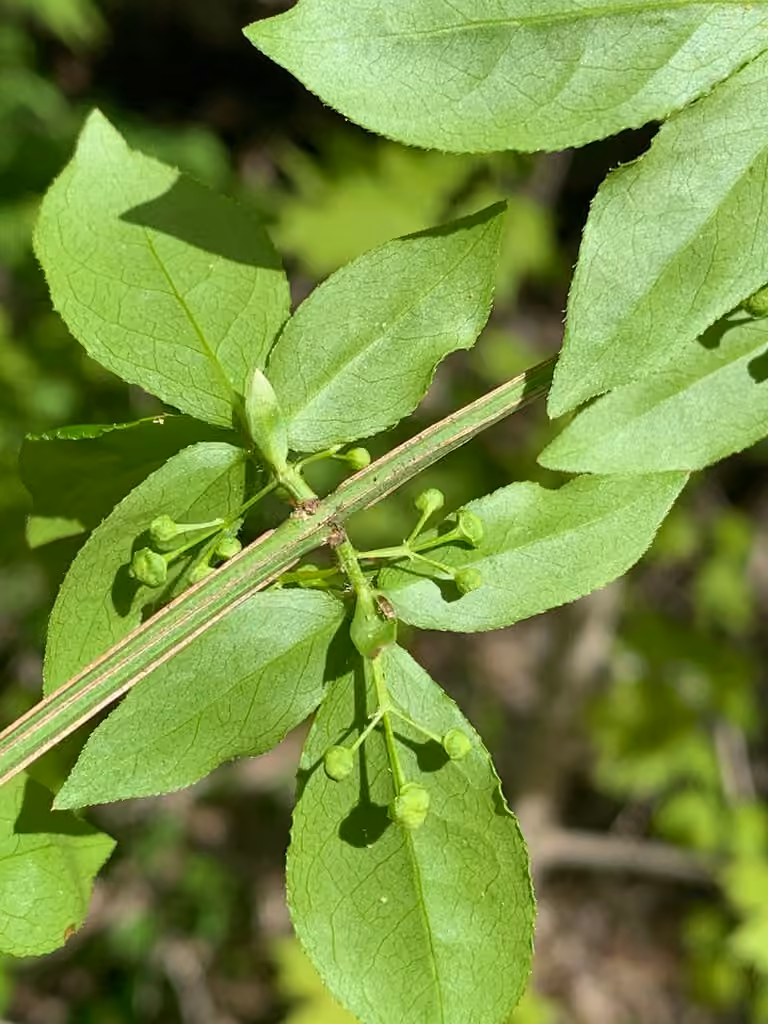 Burningbush, Flower buds