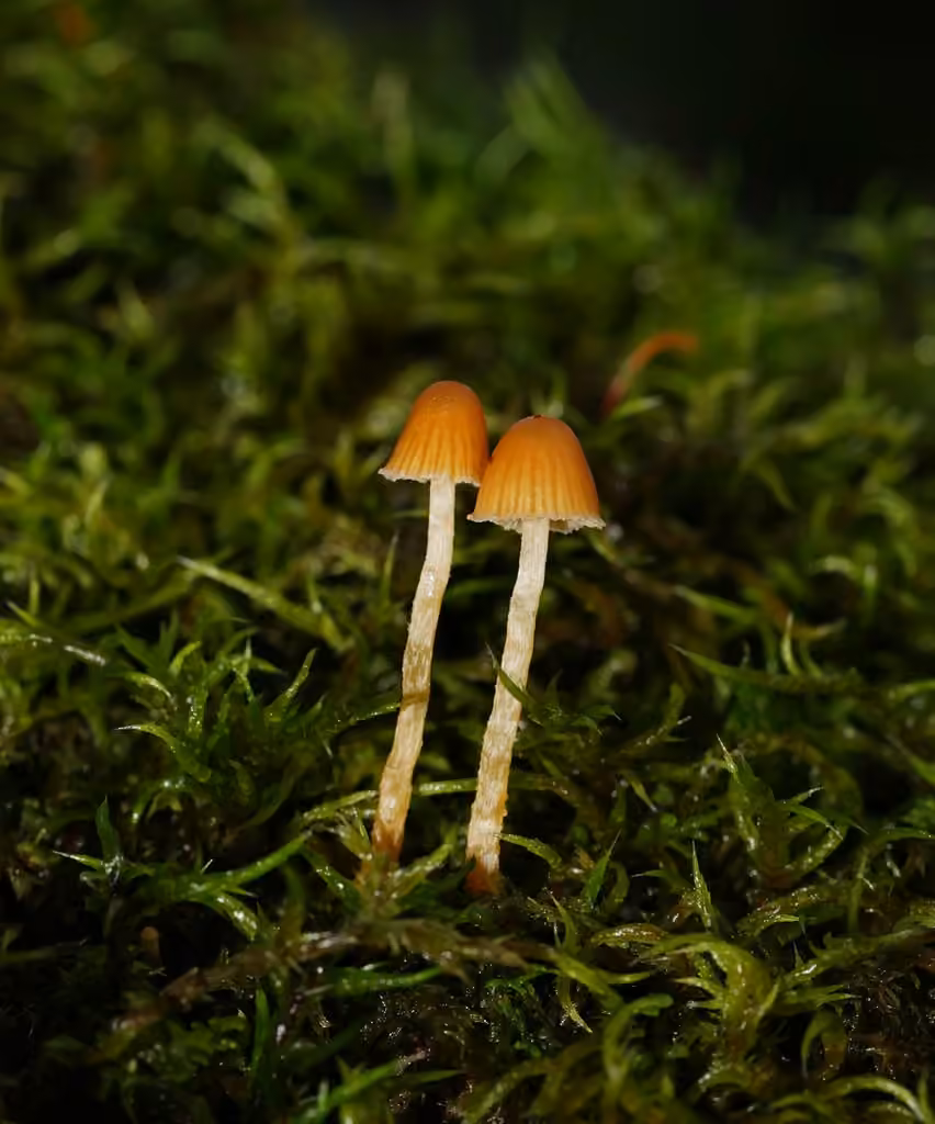 Galère des hypnes, photo 3 sur 5