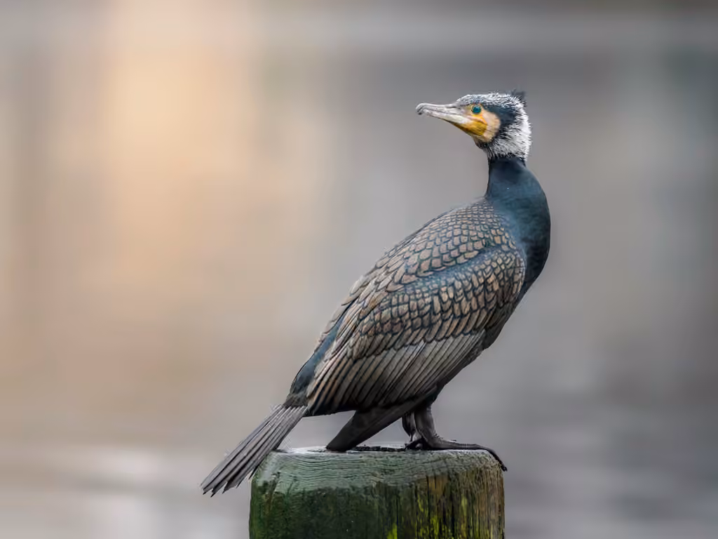 Grand Cormoran, photo 3 sur 5