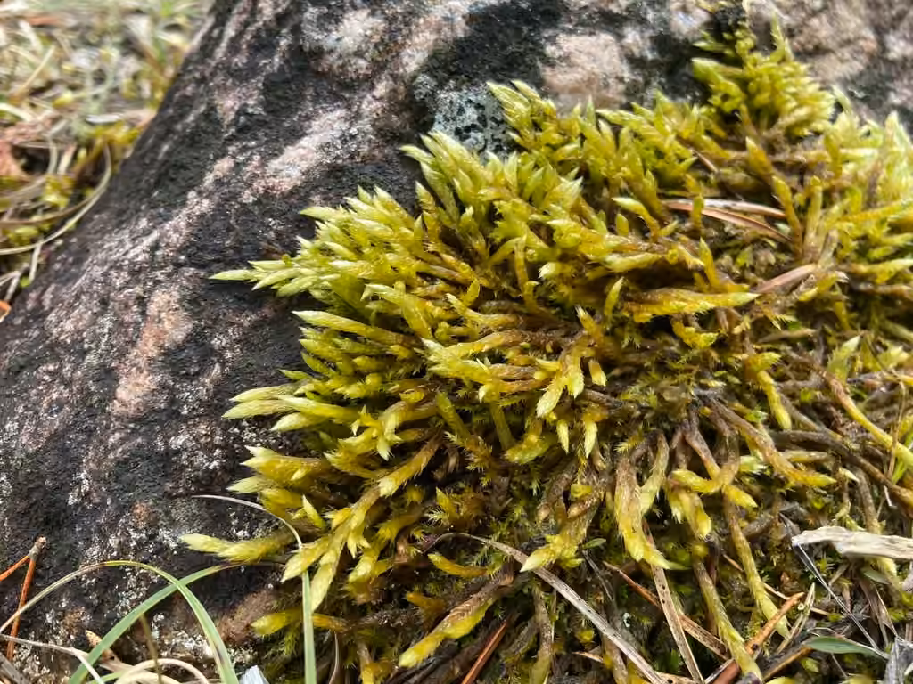 Turgid brachythecium moss, photo 1 of 5