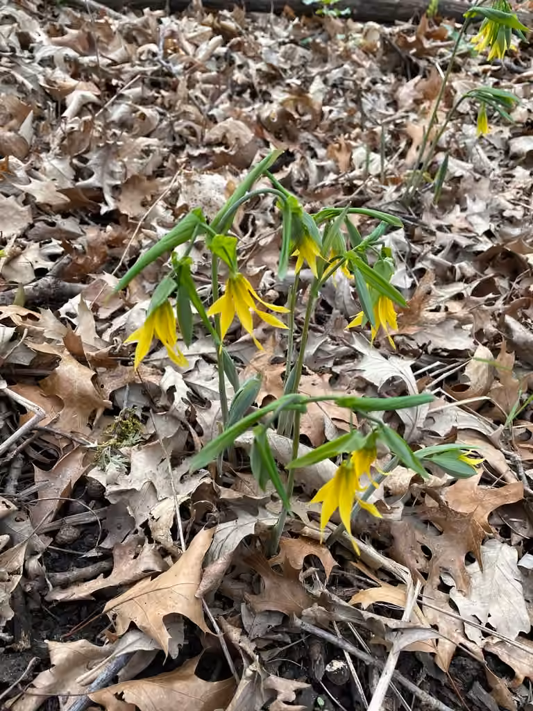 Uvulaire à grandes fleurs, En boutons