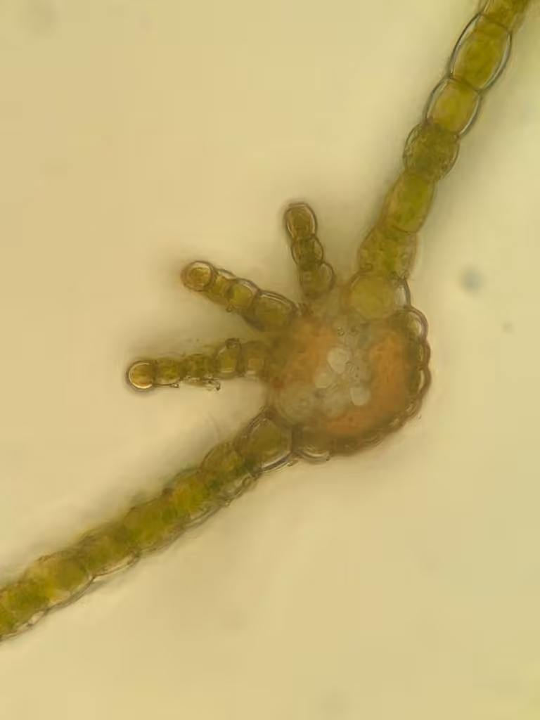 Atric délicat, photo 2 sur 5