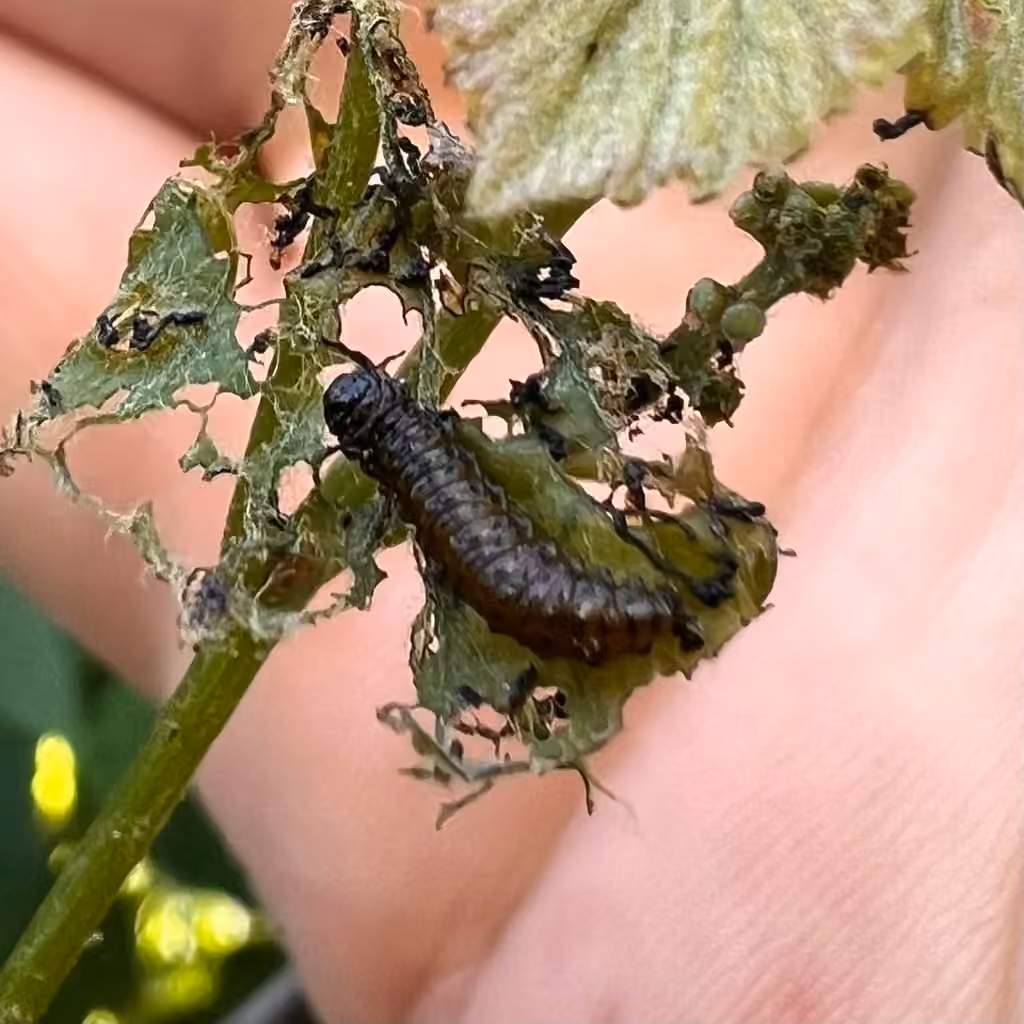 Altise de la vigne, Larve