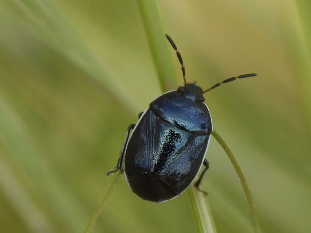 Punaise fouisseuse à marge blanche