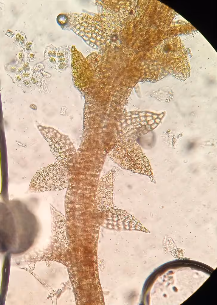 Hampe's Threadwort, photo 2 of 5