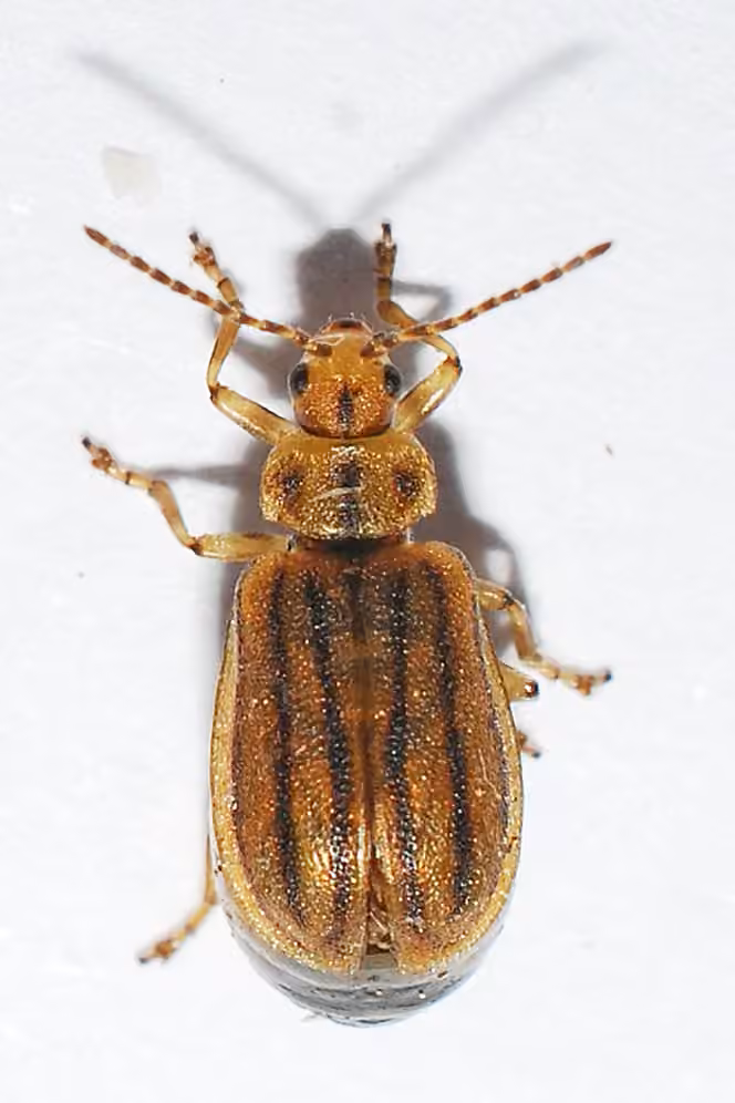 Crowded Leaf Beetle, Adult