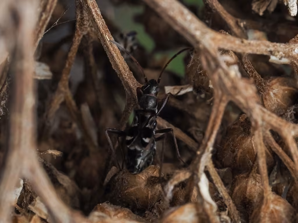 Slaterobius insignis, Adult