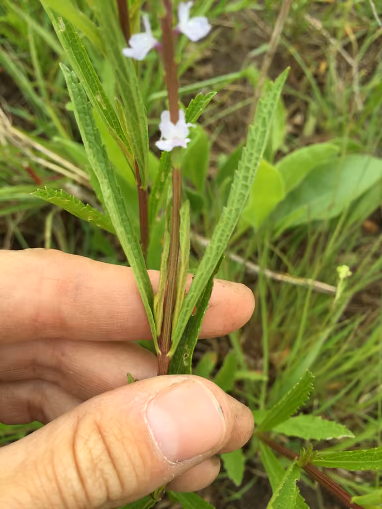 Verveine simple