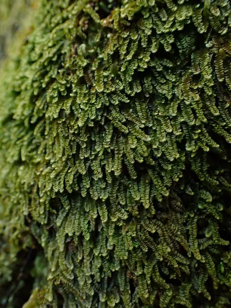Calypogée boréale