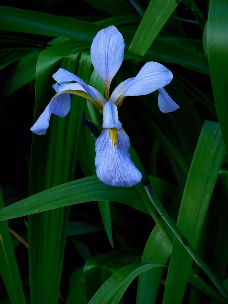 Virginia iris